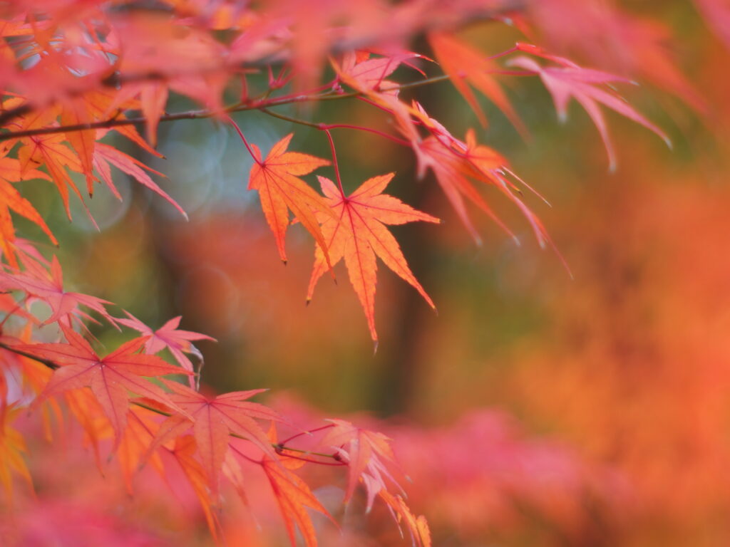 奈良公園の紅葉・ボケがきれいに出ています