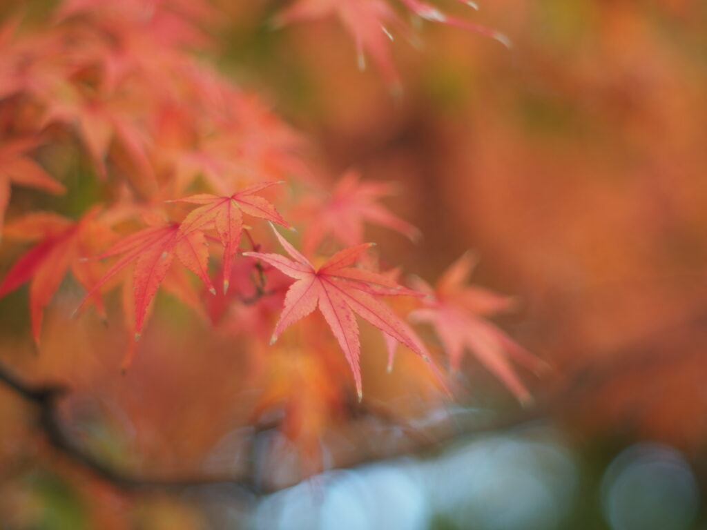 奈良公園の紅葉・ボケがきれいに出ています
